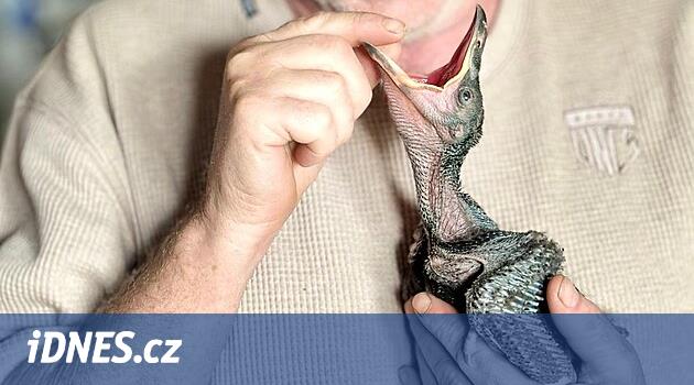 Dağlardan gelen karga baba. İlk kuşu uçtu, şimdi bistroda yeni bir kuşla ilgileniyor