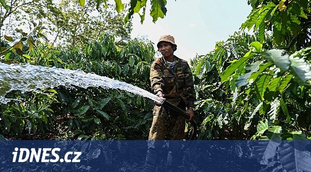 Yıllardır yaşanan en kötü kuraklık kahve çiftliklerini yok etmedi.  Kahve fiyatları yine de artıyor