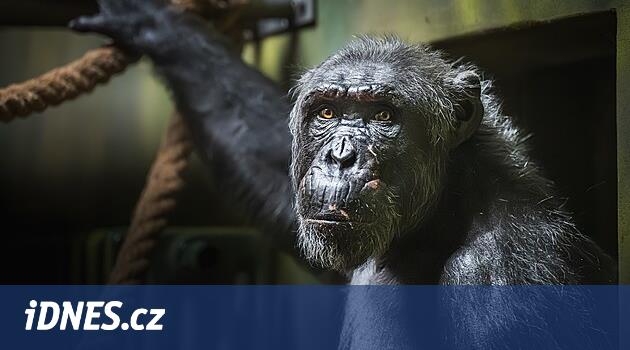 Guis Madrid'den geldi; Dvor'da şempanze yetiştiriciliğinin yeniden canlandırılmasına yardım etmesi gerekiyor