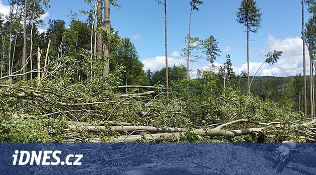 Sadece sular altında kalan Bozkır ve mağara değil.  Fırtına bölgede on binlerce ağacı yok etti