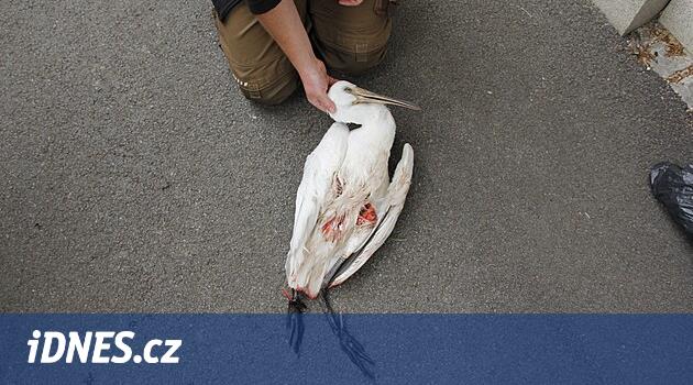 Kolpík, bacaklarını kıran yasak bir tuzağa yakalandı.  Kuşa ötenazi yapılmak zorunda kaldı