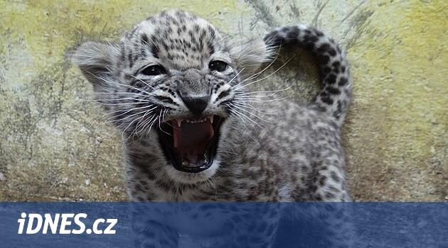 Nadirlik. Jihlava Hayvanat Bahçesi'ndeki 13 yaşındaki dişi İran leoparı ilk yavrusunu doğurdu