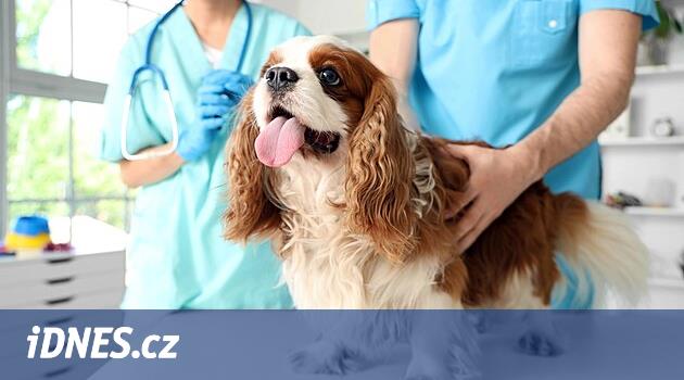 Karlovy Vary bölgesinde, hafta sonu veteriner acil durum hizmet etmeye başlayacak