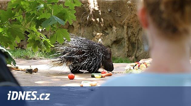 Hayvanat bahçesindeki kirpilerin koruma alanı iyileştirildi, insanlar onları kendileri besleyebilecek