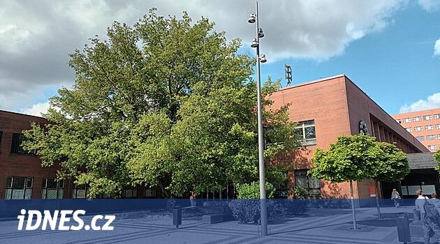 Pardubice tren istasyonunun yöneticileri planlarını değiştirdi. Akçaağaç kalacak