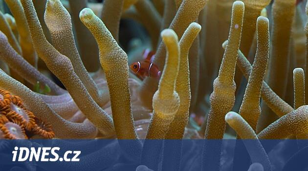 Ostrava Hayvanat Bahçesi bu yıl Avrupa'daki tek dikenli palyaçoları yetiştirdi