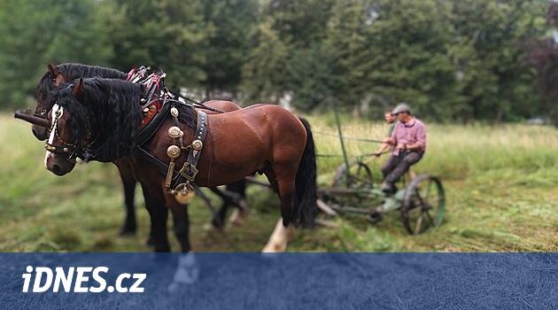 “Bunu şehirde göremezsiniz.” Atlar Pardubice alt kalesindeki çayırları biçiyor.