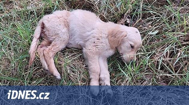 Birisi hasta köpek yavrularını Olomouc'taki gübre çukuruna attı, görünüşe göre bunlar bir yetiştiriciden geliyor