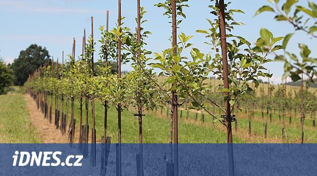 Kofola elma şarabı için Šumperska'da elma yetiştiriyor, ayrıca şifalı bitkiler de ekliyor