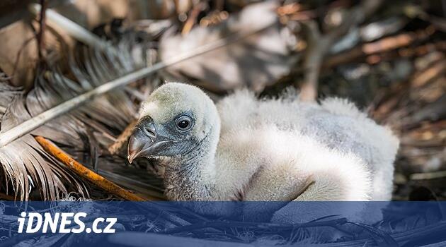 Saray akbabaları yumurtadan bir yavru çıkardı ve kalıcı bir partneri olmayan dişi de bir sürpriz oldu