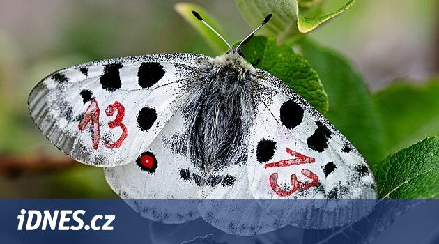 Dev Dağlara elli adet nadir dişbudak ağacı salıverildi, kanatlarındaki numaralar koruma amaçlı