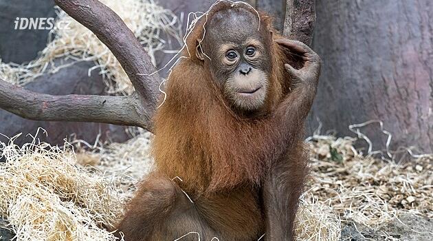 Prag Hayvanat Bahçesi'nde trajedi: Beş yaşındaki orangutan Kawi pavyonda boğuldu