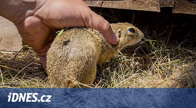 Zoo vypustila třicet syslů do voliéry. Musí přežít zimu, pak vyrazí do přírody - iDNES.cz