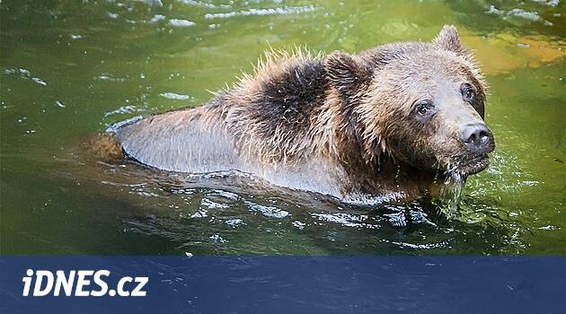 Krumlov ayıları, onlar için daha iyi yer bulamadıkça şatoyu görmek için yaşayabilir