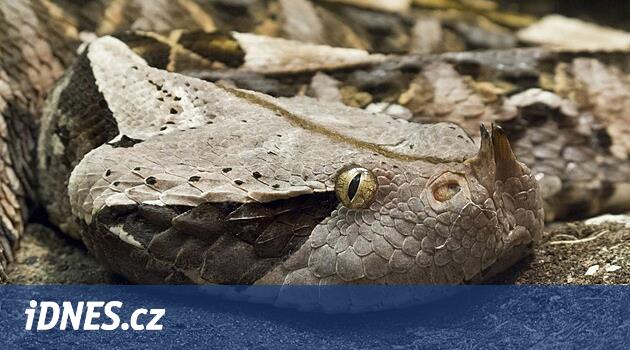 Lounsko'lu bir yetiştirici şiddetli derecede zehirli bir Gaboon engereği tarafından ısırıldı; durumu ciddi
