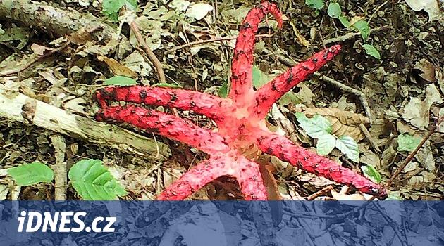 Balçıklı kırmızı “yıldız”. Litovla yakınlarındaki ormanlarda nadir bir egzotik mantar yetişiyor