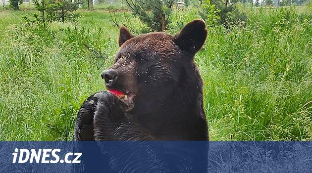 Tábor hayvanat bahçesinde 28,5 gibi saygın bir yaşa kadar yaşayan bir baribal ayı öldü.