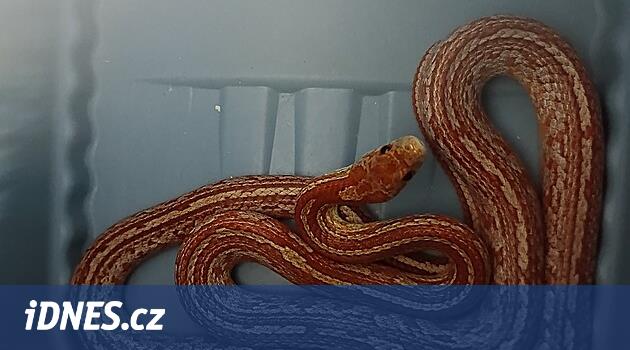 Sabahleyin bir metrelik yılan adamı korkuttu, apartmanın içinde sürünüyordu.  Sahibi henüz rapor vermiyor