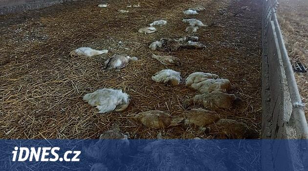 Ölü kuş parçaları ve çürümüş saman.  Ördekler korkunç koşullar altında yaşadı