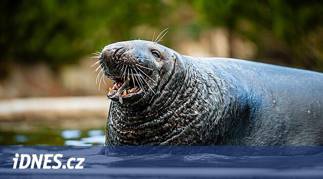 Göstermeyi seviyordu, onu seviyorlardı.  Fok Kašek Chomutov'daki hayvanat bahçesine gitti