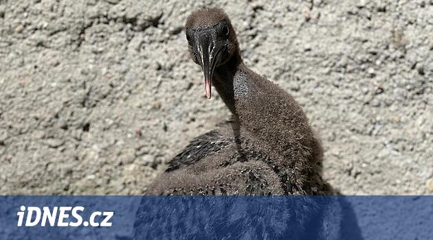 Olomouc Hayvanat Bahçesi, yapay yuvalama alanlarının yardımıyla yıllar sonra bir kez daha küçük aynaklarla gurur duyuyor