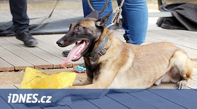 Avatar köpeği kaçakçılara korku salmak için Kongo'ya gidiyor.  Hem fildişinin hem de mühimmatın kokusunu alıyor