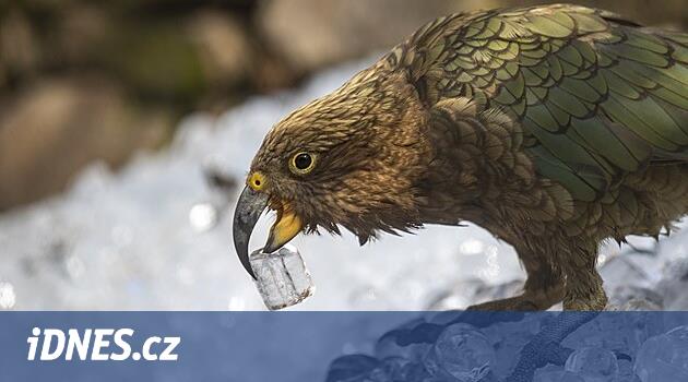 Hayvanat Bahçesi'ndeki kurtlar ve bombalar soğutmak için dondurma al