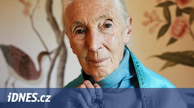 Zemřela slavná bioložka Jane Goodallová. Zasvětila život studiu chování šimpanzů