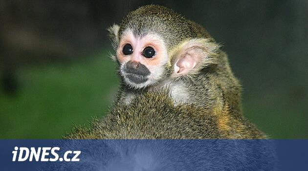 Kuyruğu havlu görevi görüyor. Yılın ilk yavrusu minik bir maymun