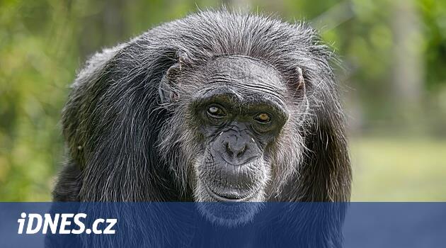 Dondurucuda hayvanat bahçesi. Mahkemeden ölü şempanze spermi aldı, yavruları olabilir
