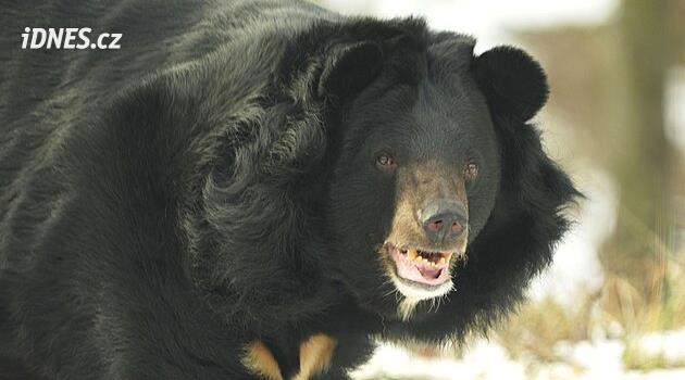 Ostravská zoo musela nechat utratit medvěda Jirku