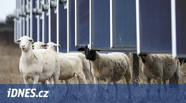 ABD'de güneş enerjisi çiftlikleri artıyor. Binlerce aç koyunu çalıştırıyorlar