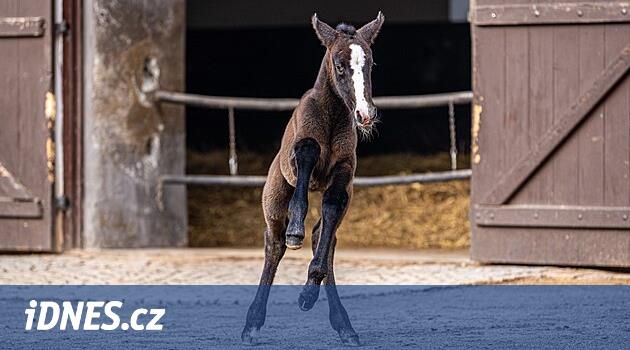 Kladruby'de üreme dünyaya geldi.
