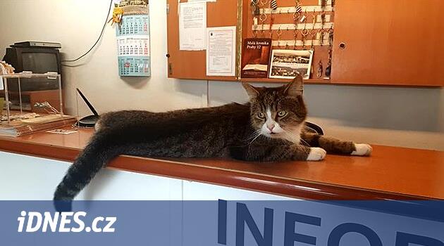 Favori bir kediden sonra üzücü insanlar, “Modřany Belediye Başkanı” bir heykel olabilir