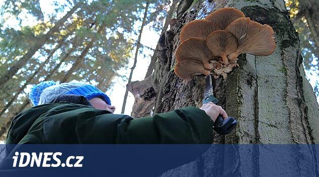 Yaylalarda yıl sonunda bile mantar toplayabilirsiniz. Kış türleri de şifalıdır