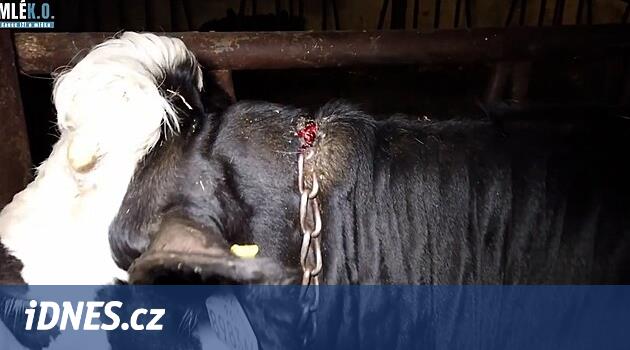 Odhalili další týrání zvířat na statcích. Postupujete chybně, vytýká jim veterina - iDNES.cz
