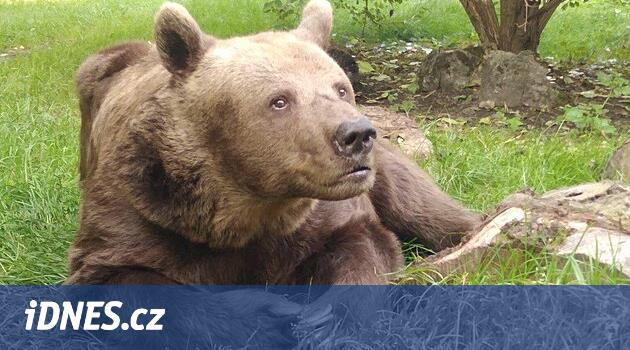 Hasta erkek Ludvík'e ötenazi yapılmak zorunda kaldı, Náchod'daki kale ayı yuvası yok olacak