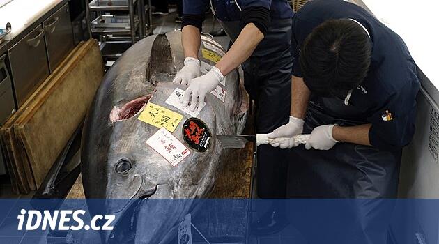 İnek kadar şişman. Dev ton balığını 32 milyona açık artırmada sattılar, suşi olacak