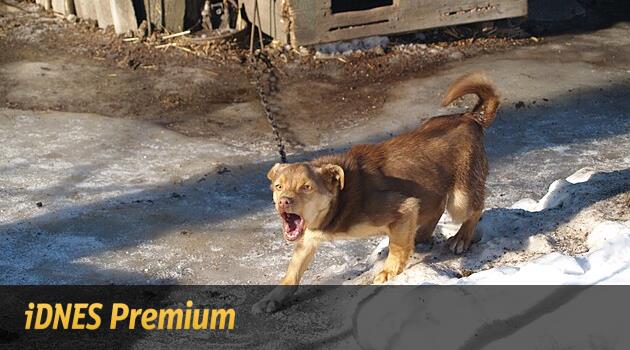 Köpeği kulübeye bağlayın veya eve bir suç olacaktır. Gereksiz, belediye başkanlarını ölçer