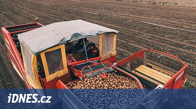 Ročně až tři tisíce tun brambor. Rodinná farma vsadila na netypické plodiny