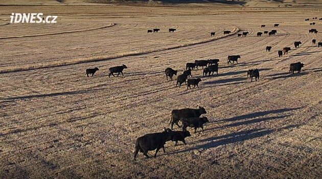 Volili Trumpa, teď ho kritizují. Američtí farmáři čelí stále více problémům
