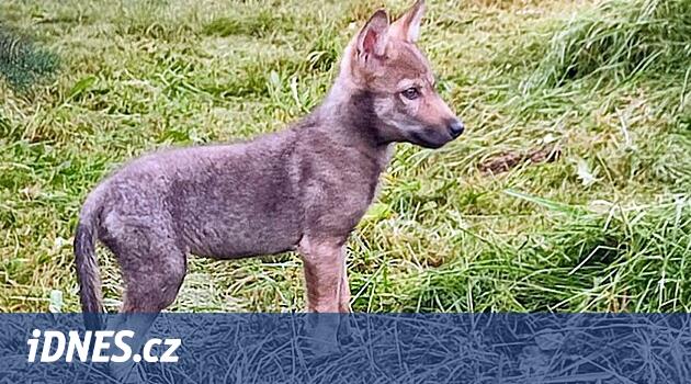 Vlče se v Beskydech skutálelo do hluboké strže. Na záchranu zbývaly ochranářům hodiny