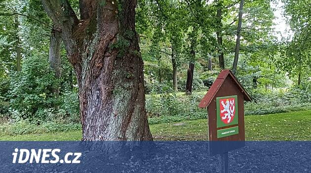 Memorial Javor iyileşmeyi bekliyor