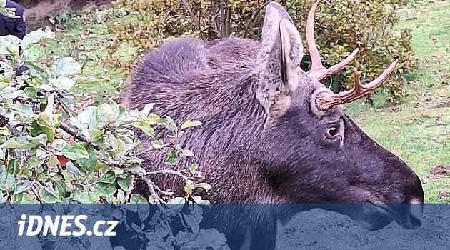 Los Emil se přidal k návštěvníkům Šumavy. Policisty nakonec obešel skokem přes plot