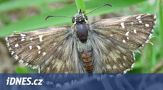 Çayırda Rabi yakınlarındaki nadir kelebekler var, satın alınan bölgenin yeri