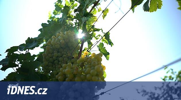 Vinařství Marcinčák: Příběh vína, který voní Pálavou a respektem k přírodě