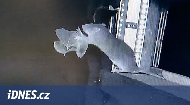 Netopýři mají nového smrtícího nepřítele. Vědce překvapilo, jak je mrštný