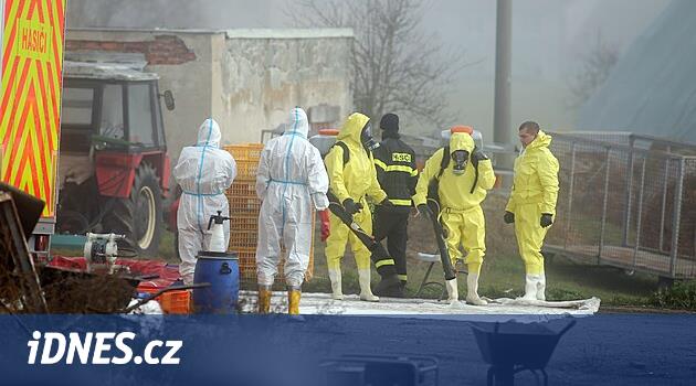 Na Třebíčsku začalo utrácení 20 tisíc kachen, ptačí chřipka chov postihla i loni