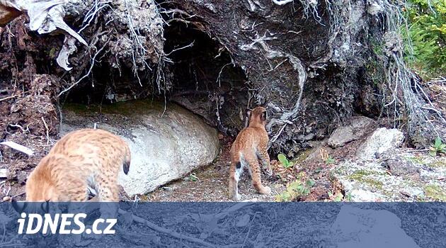 V Krušnohoří se narodila rysí mláďata. Fotopast zachytila, jak zkoumají okolí
