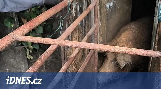 Veterinerler Çek Cennetindeki yetiştiriciden iki domuz aldı